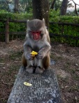Red-Faced Monkey looking at a banana