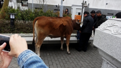 Brown cow in Ngong Ping Village