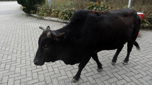 Black cow in Ngong Ping Village